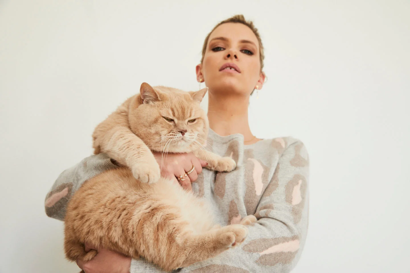 mr bear british shorthair