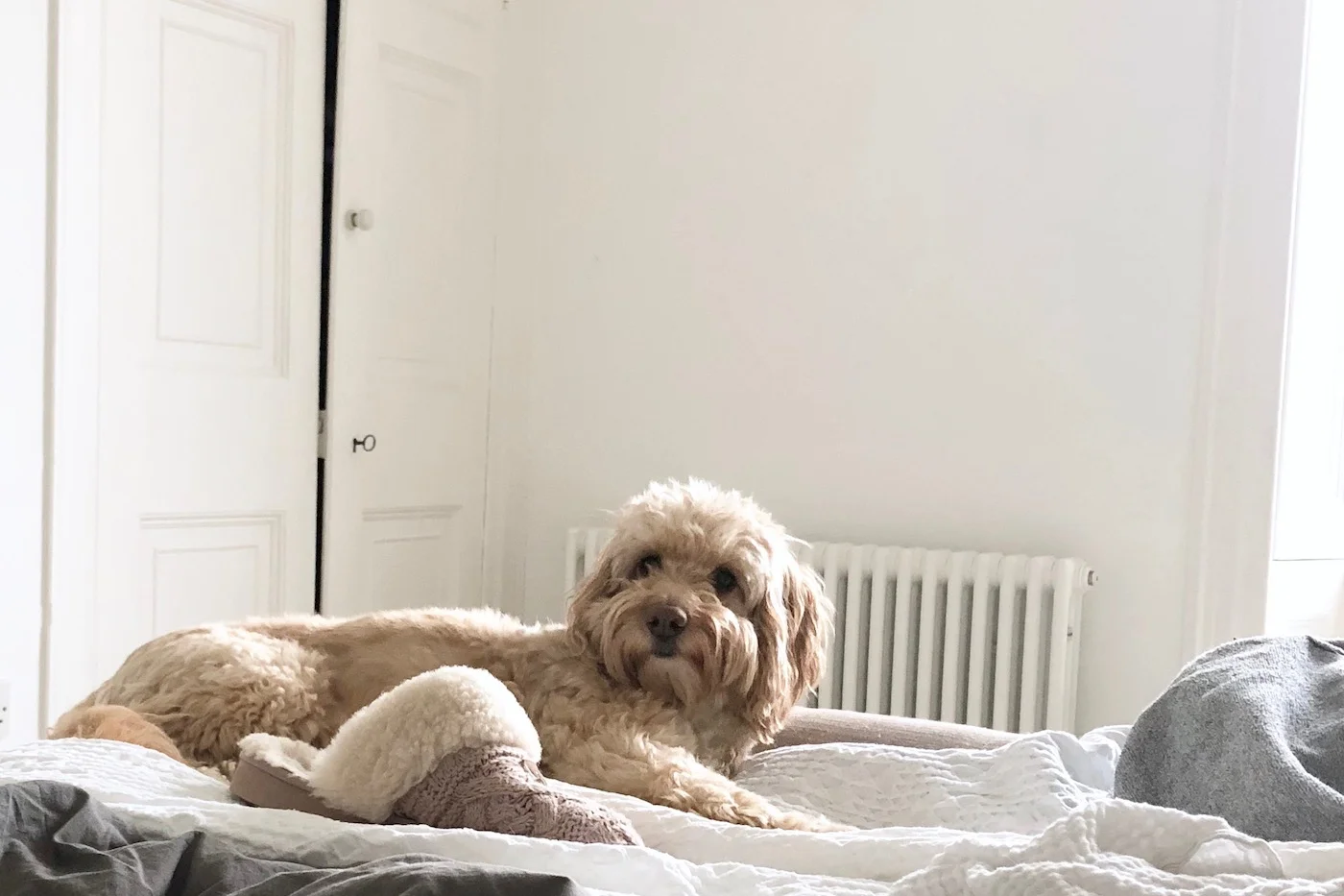 cockapoo on bed