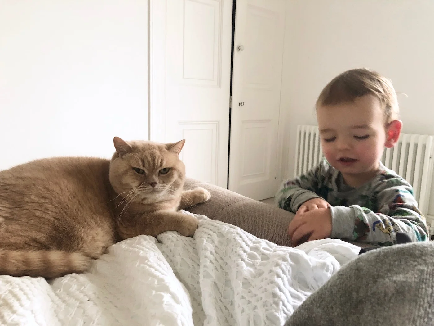 cream british shorthair cat