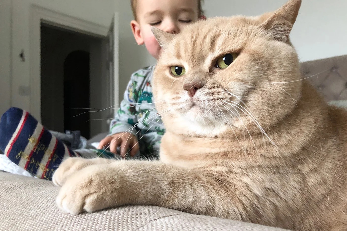 cream british shorthair cat