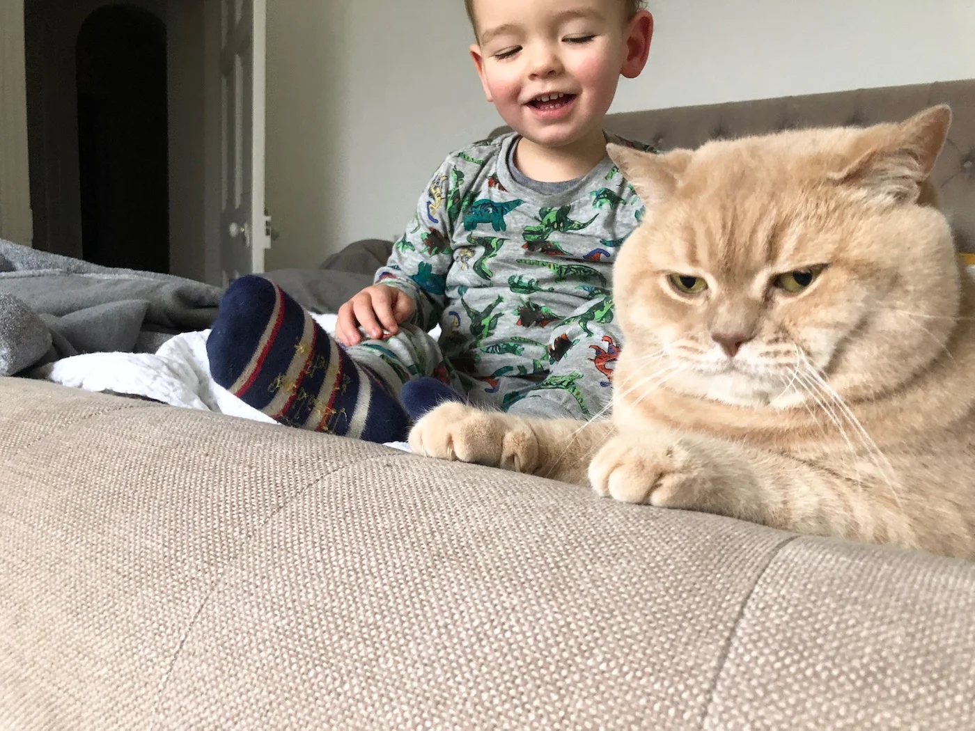 cream british shorthair cat