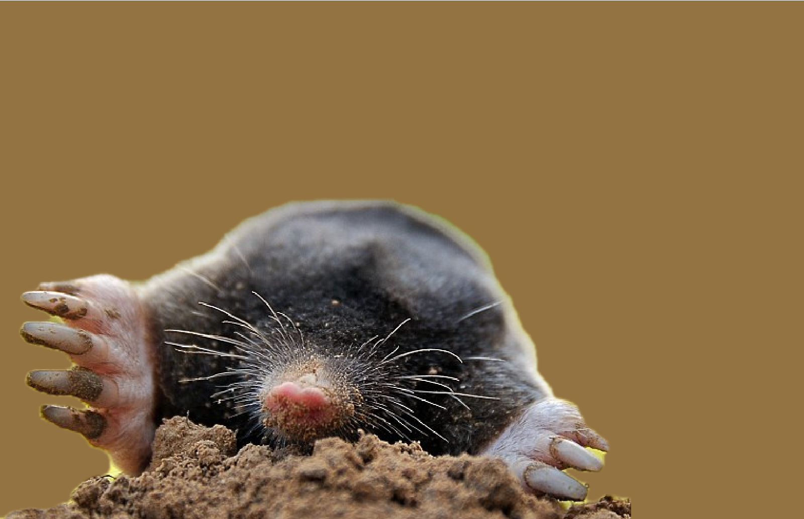 How (Not) To Catch A Mole